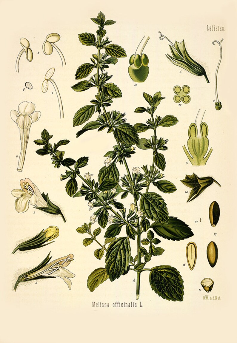 Melissa Officinalis Spagyric