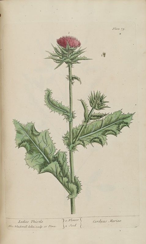 Milk Thistle Spagyric