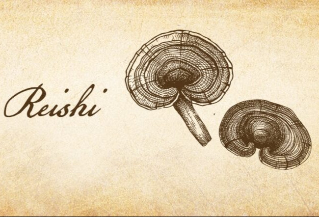 Reishi Spagyric