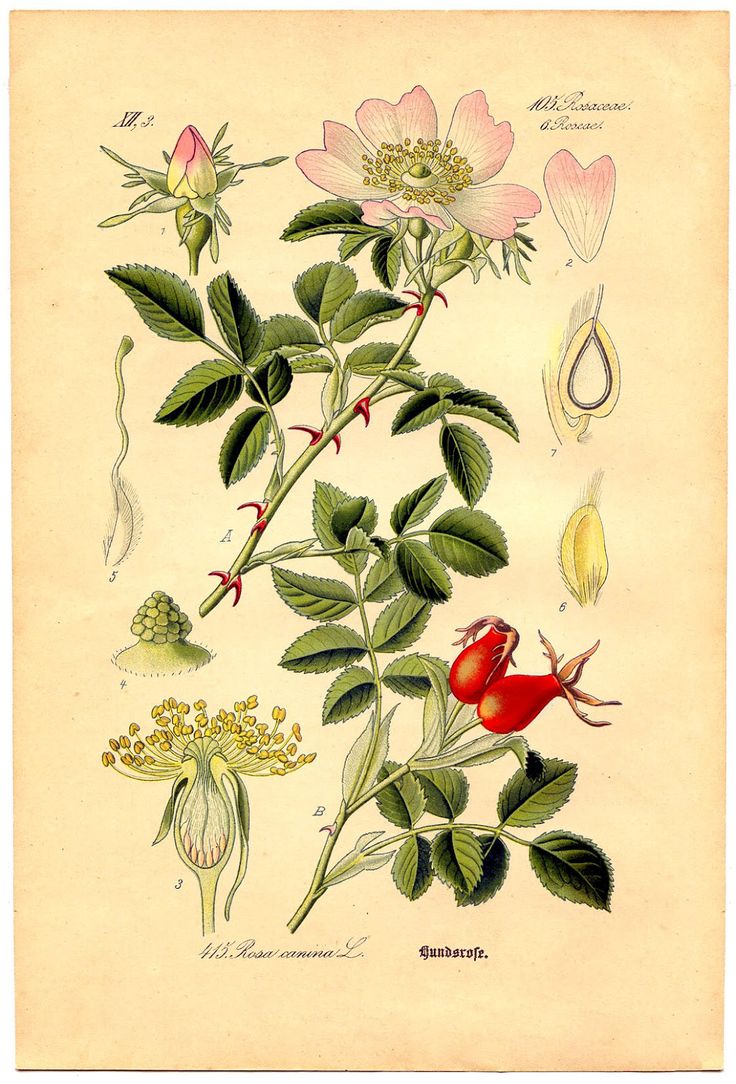 Rosehip Spagyric