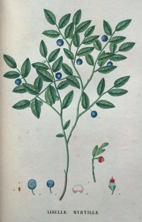 Bilberry Spagyric